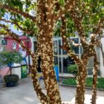 Hospital Darcy Vargas